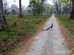 Image of Peacock in Jaldapara dense forest