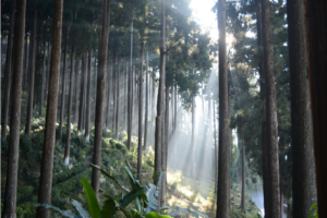 Image of Lamahatta Eco Park at দাওয়াইপানি